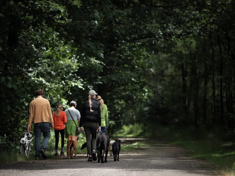 Sally Braun, beim Social Walk mit einer Gruppe von Teilnehmern und Hunden