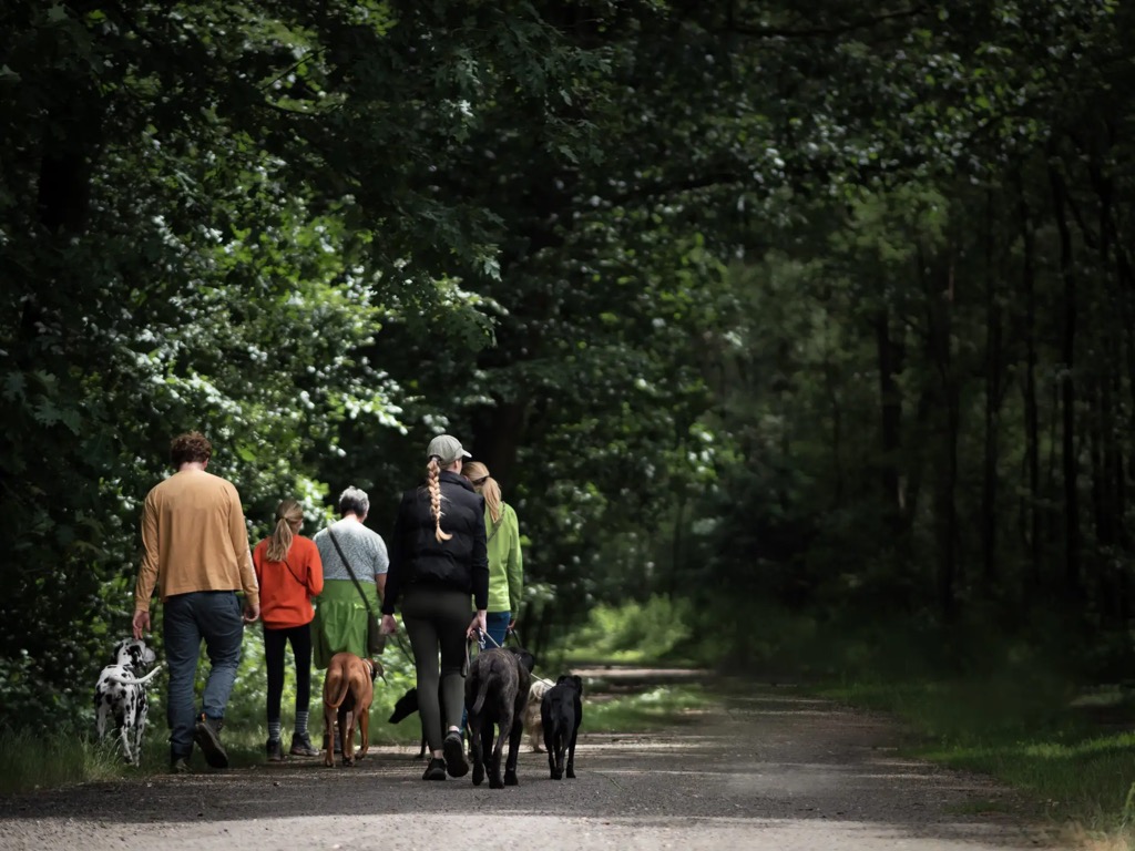 Gruppe von Menschen mit ihren Hunden beim Social Walk im Wald