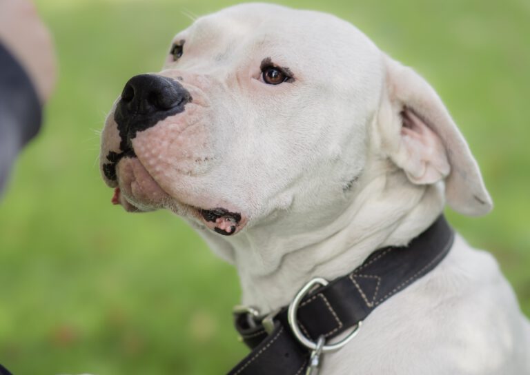 Einzeltraining in Schwalmtal: Hundetrainerin Sally Braun und einer ihrer Trainingshunde