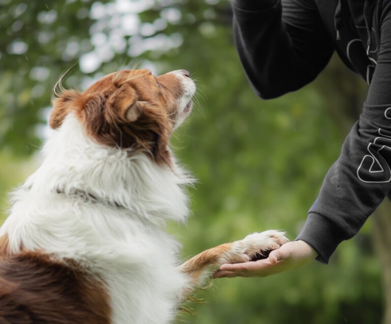 Erstgespräch: Sally Braun im ersten Kennenlernen mit einem Hund