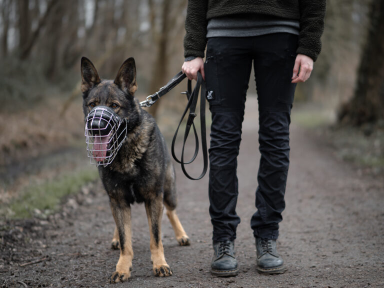 Hund mit gut sitzendem Maulkorb bei der Maulkorbberatung